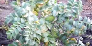 Нут. Турецкий горох. Общие сведения