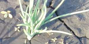 Лук для зелени. («Семейный»)