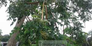 Миллингтония садовая – красивое дерево