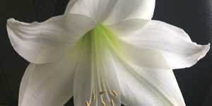 Амариллис - звезда подоконника.