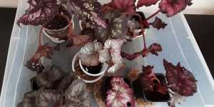 Бегония декоративно лиственная (DS). Новые мои растения