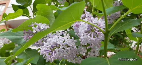 Декоративные кустарники. Сирень. Начало