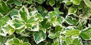 Декоративные кустарники. Дерен