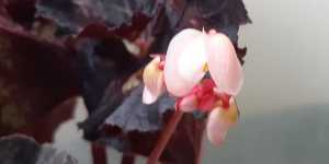 Бегония декоративно лиственная Мозак шарм. Цветение