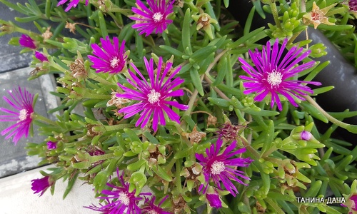 Делосперма Купера. Общие сведения