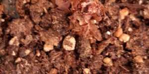 Бегония королевская (рекс). Красиво, но непродолжительно