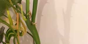 Филодендрон Бурле маркс. Размножение стеблями