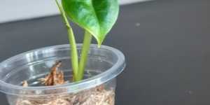 Алоказия. Какие способы выращивания я использую