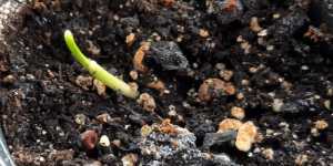 Финик. Прорастание семян