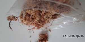 Мох для растений