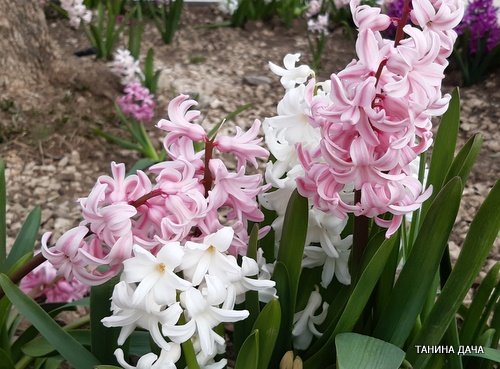 Первоцветы. Гиацинт