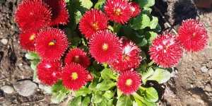 Маргаритка с яркими цветками