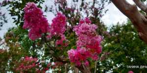 Лагерстрёмия с волнистыми цветками