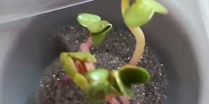 Микрозелень. Редис в съемных вкладышах