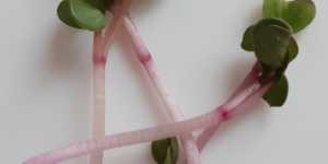 Микрозелень.Редис