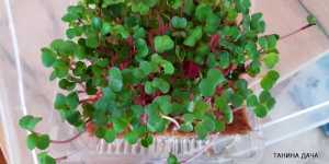 Микрозелень. Редис на джутовых ковриках.