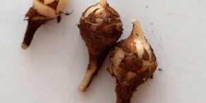 Размножение алоказии Сильвер драгон. Достаем клубни