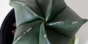 Астрофитум мириостигма. Разбираюсь с названиями