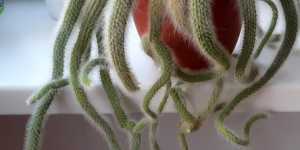 Кактус хильдевинтера Коладемононис. Обрезка