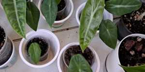 Алоказия.Пересаживаю клубни из мха в грунт