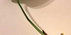 Антуриум. Размножение листом