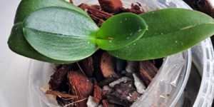 Фаленопсис. Пересадка после наращивания корней