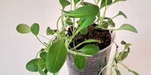 Незабудка. Выращивание на юге. Рассада