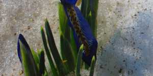 Иридодиктиум - луковичный ирис, который цветёт в сугробе