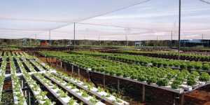 Огород – «между Небом и Землёй» (Ч. I)