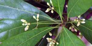 Пимента лекарственная – ямайский перец (плоды - душистый перец)