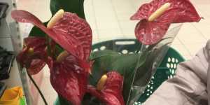 Антуриум. Очень нужны советы бывалых цветочниц.