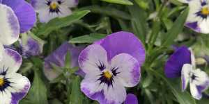 Виола или анютины глазки, как однолетники