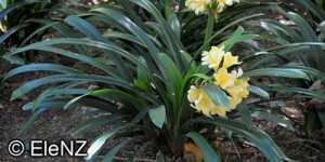 Кливия - красивое, цветущее растение