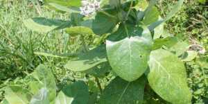 Калотропис (содомское яблоко) не похож на другие растения