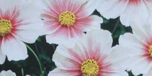 Знакомая и не знакомая космея. Сорт Дейдрим