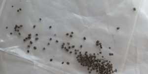 Китайский «лохотрон» или честная продажа? Семена. Каладиум