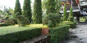 Каркасы для фигурок с применением декоративного кустарника