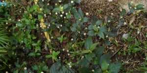 Альтернантера бывает разной