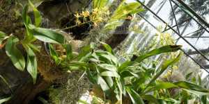 Орхидеи. Цимбидиум