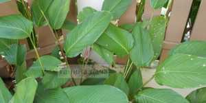 Калатея latifolia –сладкий кукурузный корень