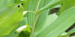 Первоцветы. Купена