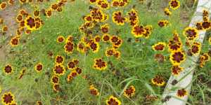 Космидиум Брюнет. Семена НПО Сады России