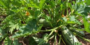 Кабачки на мусорных грядах