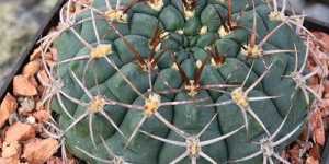 Кактус гимнокалициум с крупными цветками