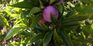 Что или кто мешает хорошему урожаю моих слив