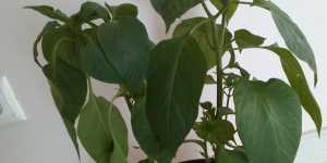 Огород на лоджии. Сладкий перец