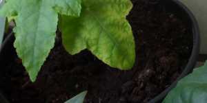 Абутилон. Выращивание в емкости