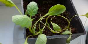 Диасция. Сальпиглоссис. Выращивание в емкости