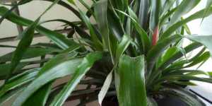 Бильбергия