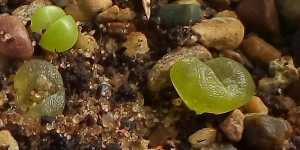 Аргиодерма. Выращивание из семян